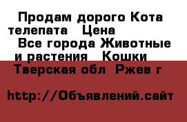  Продам дорого Кота-телепата › Цена ­ 4 500 000 - Все города Животные и растения » Кошки   . Тверская обл.,Ржев г.